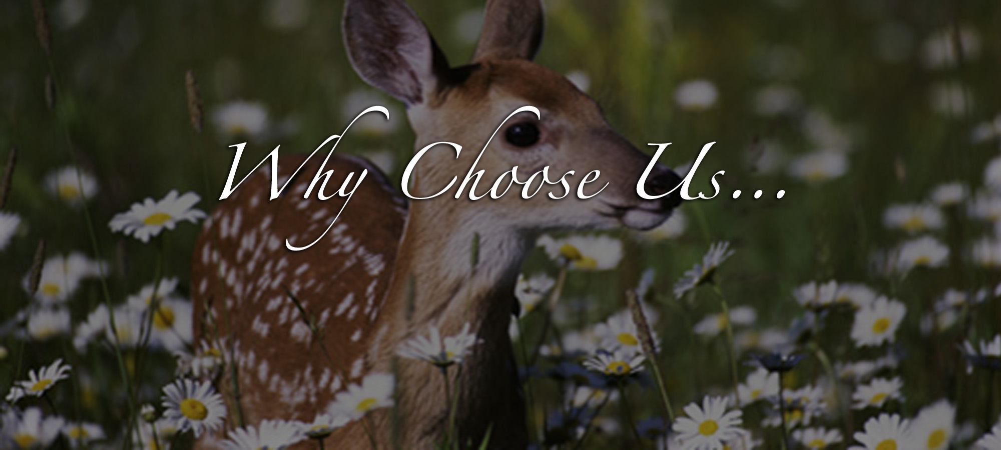 DDG_WhyChoose_Deer
